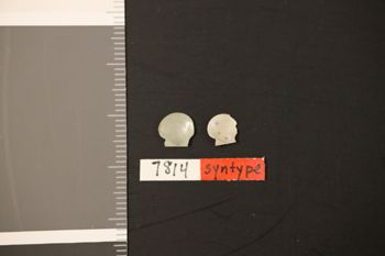 Media type: image;   Malacology 7814 Description: Digital documentation photo of dry specimen;